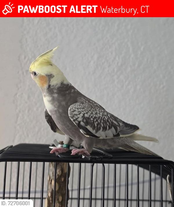 Lost Female Bird last seen Laurel est apmts , Waterbury, CT 06704