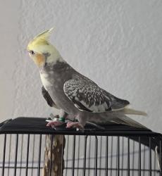 Lost Female Bird last seen Laurel est apmts , Waterbury, CT 06704