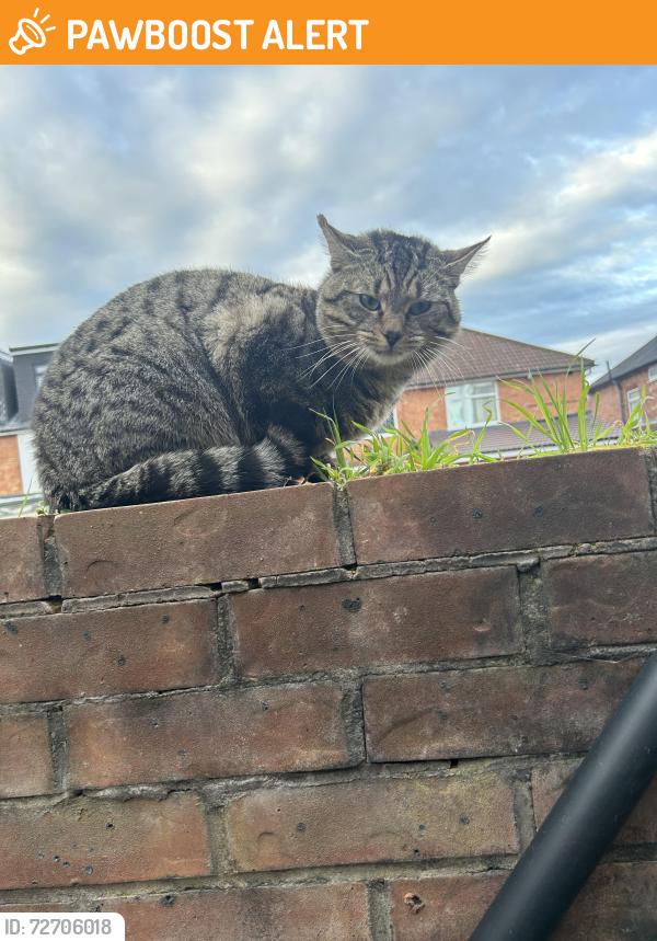 Found/Stray Unknown Cat last seen Near spinney hill park , Leicester, England LE5