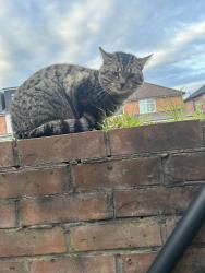 Found/Stray Unknown Cat last seen Near spinney hill park , Leicester, England LE5