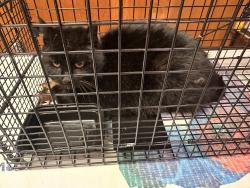 Found/Stray Male Cat last seen Marple Road, Haverford, PA 19041