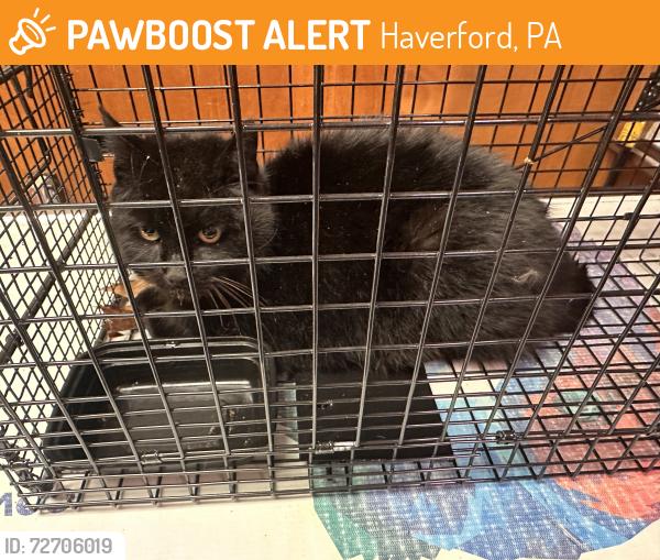 Found/Stray Male Cat last seen Marple Road, Haverford, PA 19041