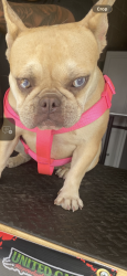 Lost Female Dog last seen Animal shelter , Apple Valley, CA 92308