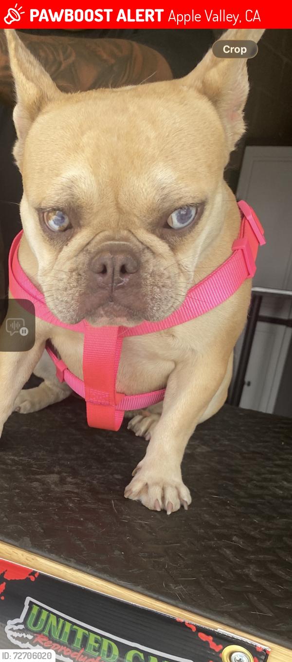 Lost Female Dog last seen Animal shelter , Apple Valley, CA 92308