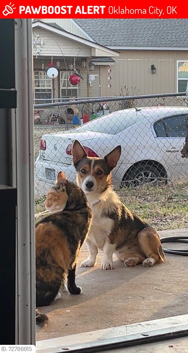 Lost Female Dog last seen Near Mark Twain Elementary School , Oklahoma City, OK 73107