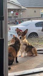 Lost Female Dog last seen Near Mark Twain Elementary School , Oklahoma City, OK 73107