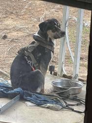Lost Male Dog last seen Dollar General. (Back of store, they ran into the woods.), Clemmons, NC 27012
