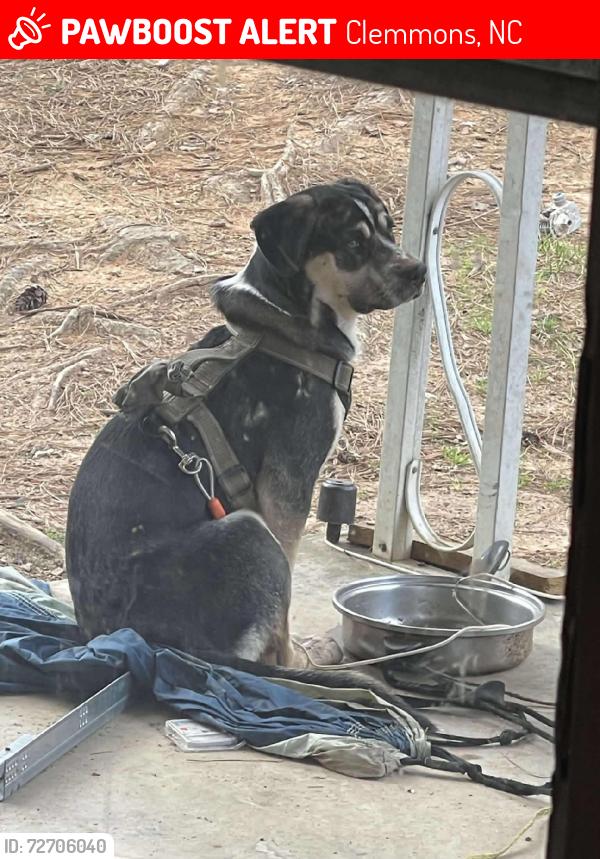 Lost Male Dog last seen Dollar General. (Back of store, they ran into the woods.), Clemmons, NC 27012