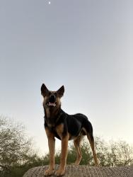 Lost Male Dog last seen Near the Park, Harlingen, TX 78552