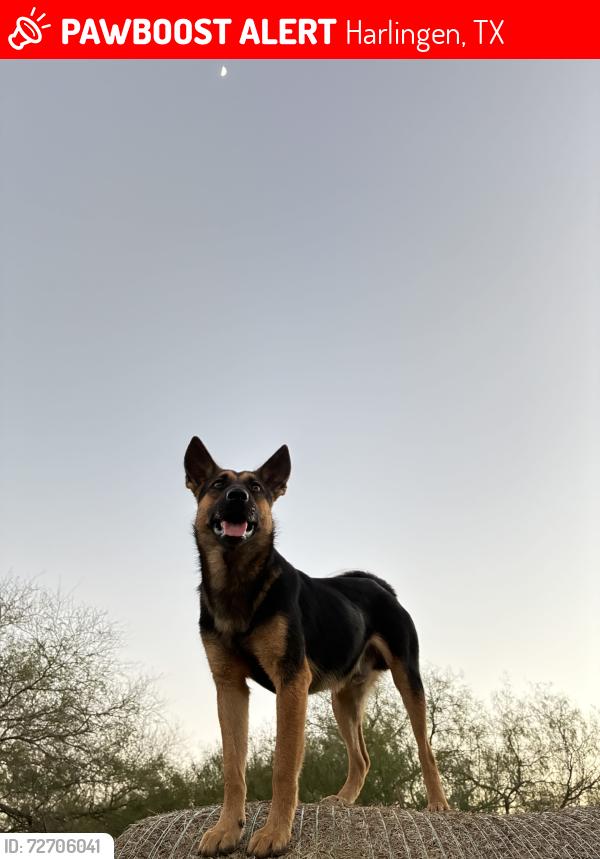 Lost Male Dog last seen Near the Park, Harlingen, TX 78552