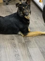 Found/Stray Male Dog last seen Between s.59th st. And 44th st. On s independence , Oklahoma City, OK 73119