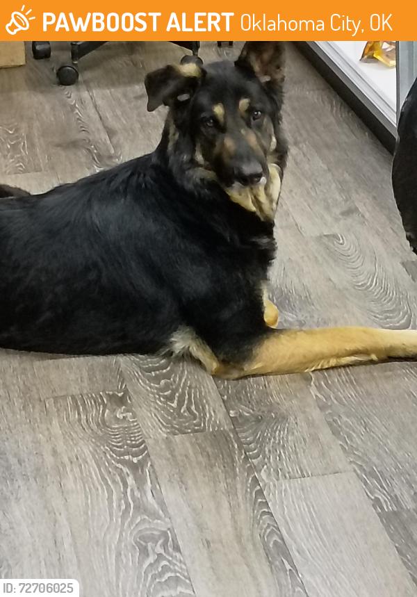 Found/Stray Male Dog last seen Between s.59th st. And 44th st. On s independence , Oklahoma City, OK 73119