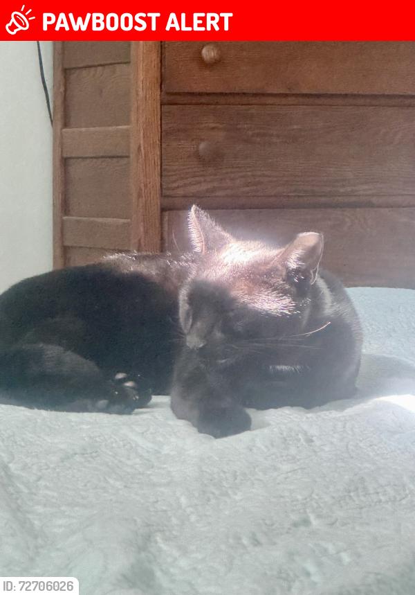 Lost Male Cat last seen Christina and South Shores blvd in the shores, Saint Augustine Shores, FL 32086