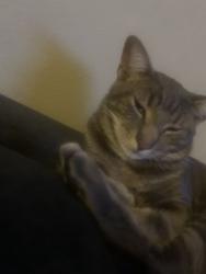 Lost Male Cat last seen La palma and euclid across from Norms, Anaheim, CA 92801
