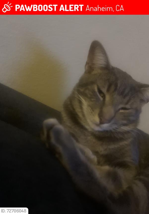 Lost Male Cat last seen La palma and euclid across from Norms, Anaheim, CA 92801