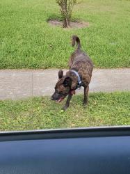 Found/Stray Male Dog last seen Hillcroft and Bissonnet , Houston, TX 77074