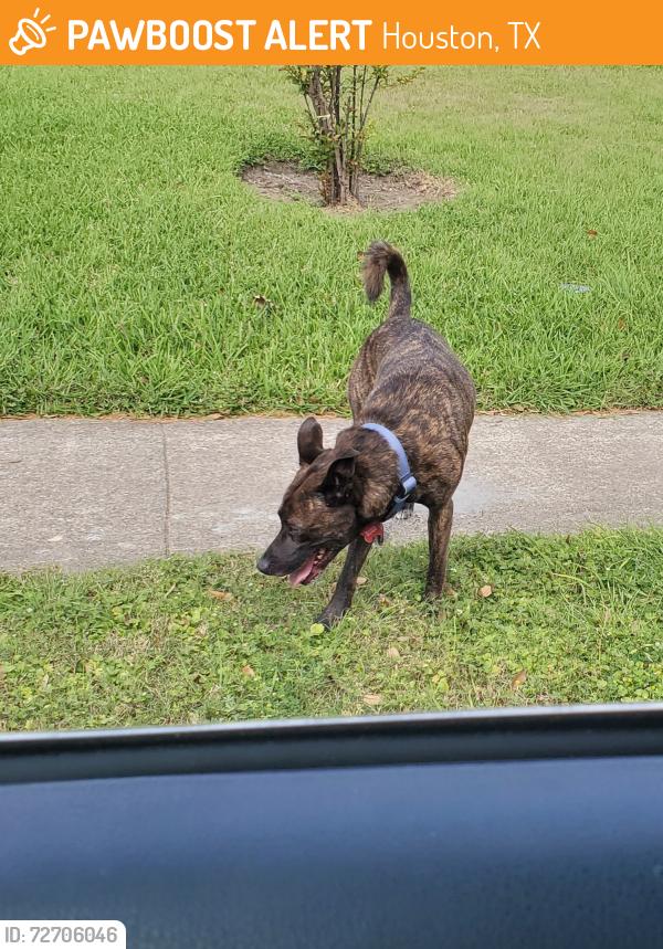 Found/Stray Male Dog last seen Hillcroft and Bissonnet , Houston, TX 77074