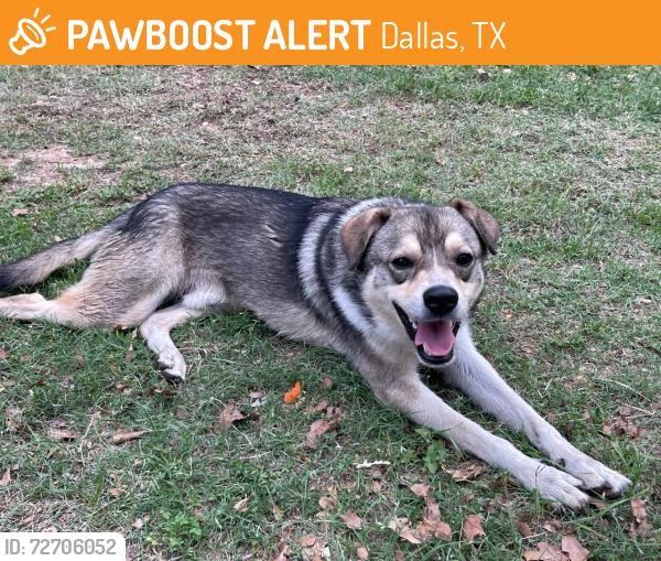 Found/Stray Male Dog last seen Quicktrip, Dallas, TX 75247