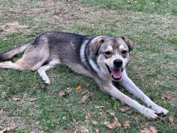 Found/Stray Male Dog last seen Quicktrip, Dallas, TX 75247