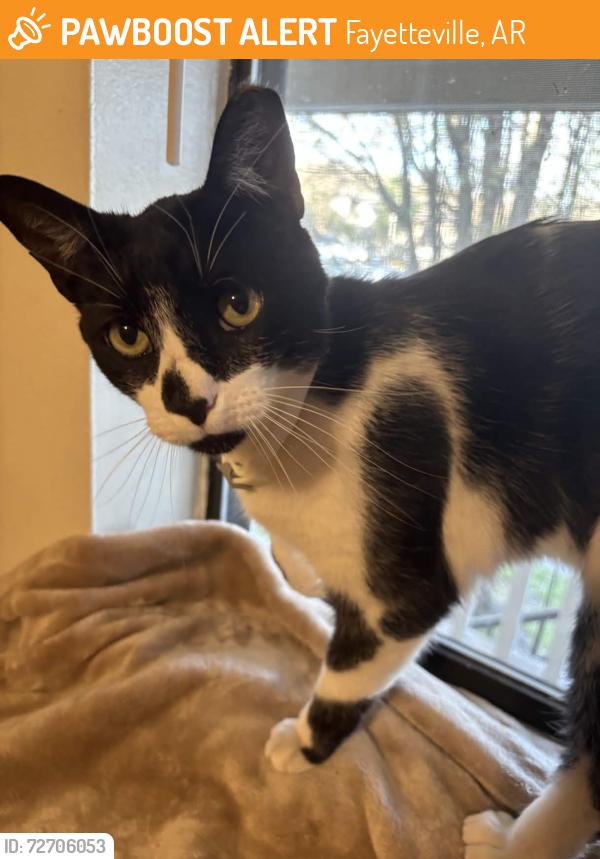 Found/Stray Male Cat last seen Zion Rd, Fayetteville, AR 72703