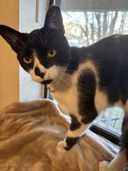 Found/Stray Male Cat last seen Zion Rd, Fayetteville, AR 72703