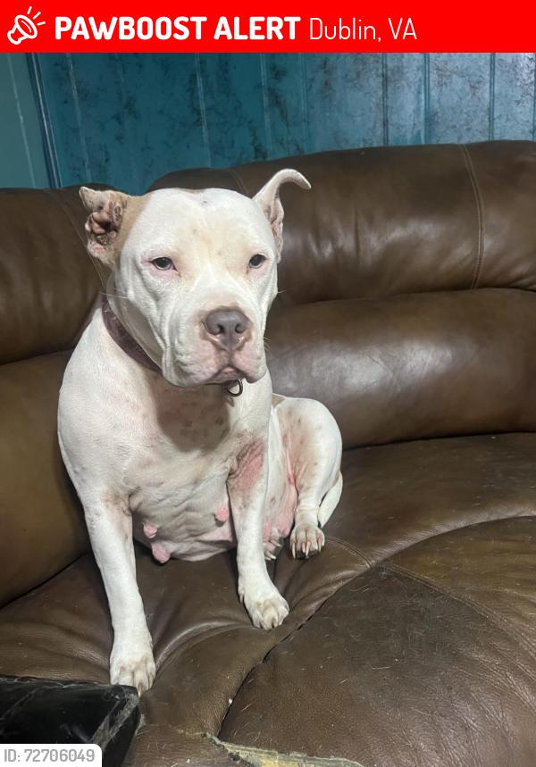 Lost Female Dog last seen Near Cleburne Blvd just past church going up mountain , Dublin, VA 24084
