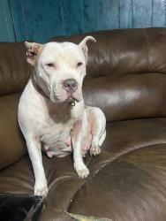 Lost Female Dog last seen Near Cleburne Blvd just past church going up mountain , Dublin, VA 24084