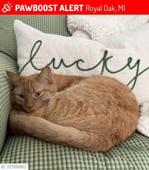 Lost Male Cat last seen 12 mile and Crooks, Royal Oak, MI 48067