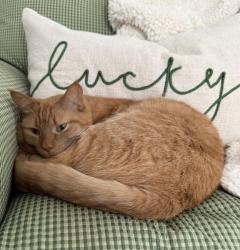 Lost Male Cat last seen 12 mile and Crooks, Royal Oak, MI 48067