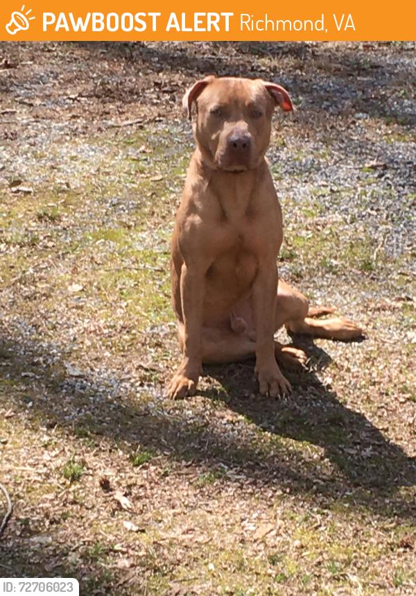 Found/Stray Male Dog last seen peck & brown in bon air, Richmond, VA 23235