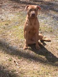 Found/Stray Male Dog last seen peck & brown in bon air, Richmond, VA 23235