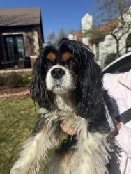 Found/Stray Male Dog last seen 2nd avenue and Colorado, Denver, CO 80206