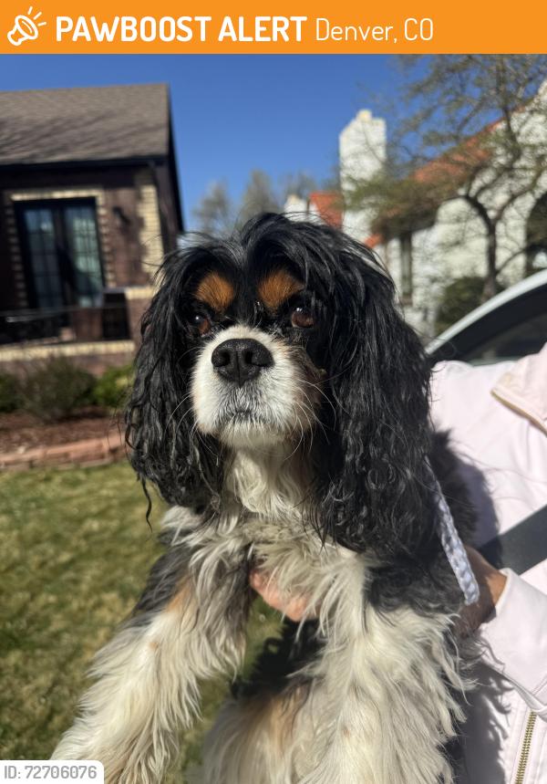 Found/Stray Male Dog last seen 2nd avenue and Colorado, Denver, CO 80206