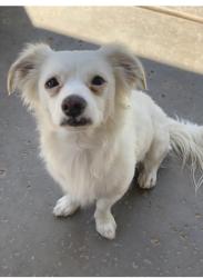 Lost Male Dog last seen 99th Ave and Broadway, Tolleson, AZ 85353