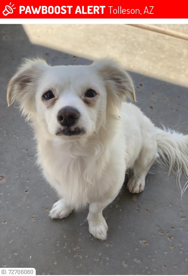 Lost Male Dog last seen 99th Ave and Broadway, Tolleson, AZ 85353