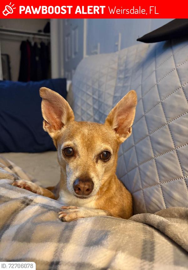 Lost Male Dog last seen Se 152 place, Weirsdale, FL 32195