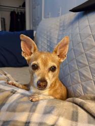 Lost Male Dog last seen Se 152 place, Weirsdale, FL 32195