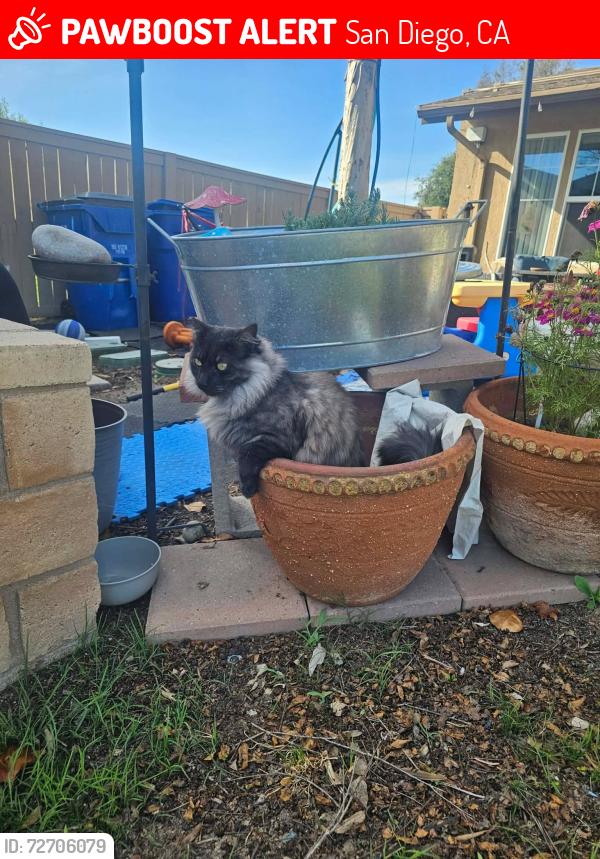 Lost Male Cat last seen Sculpin or McCloy area, San Diego, CA 92124