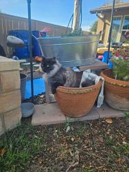 Lost Male Cat last seen Sculpin or McCloy area, San Diego, CA 92124
