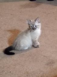 Lost Male Cat last seen Near Seiad Creek Rd., Seiad Valley, CA 96086
