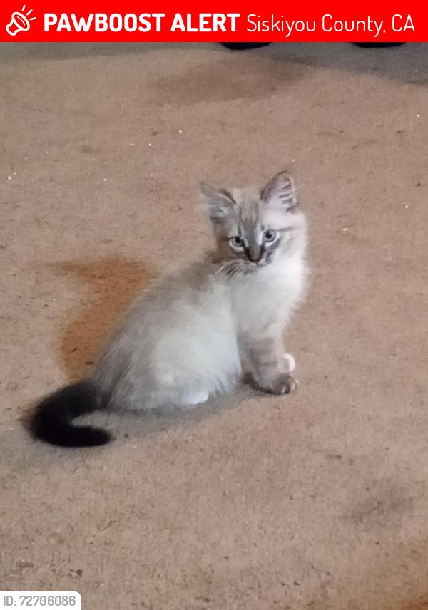 Lost Male Cat last seen Near Seiad Creek Rd., Seiad Valley, CA 96086