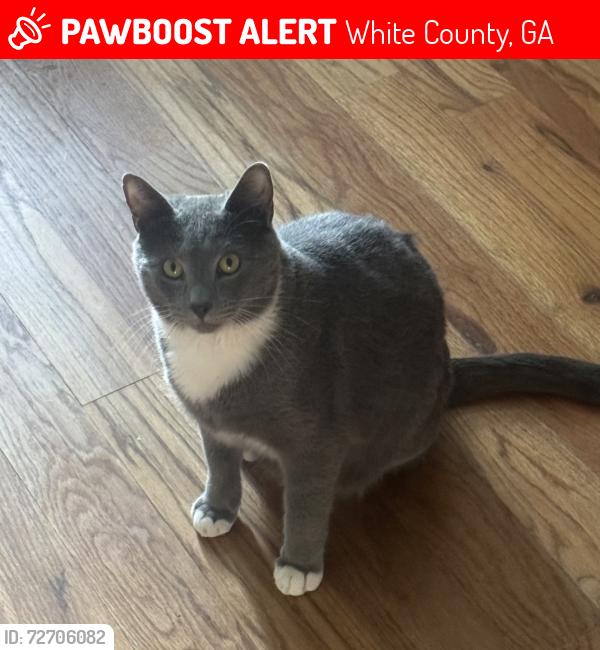 Lost Male Cat last seen Asbury mill rd, White County, GA 30528