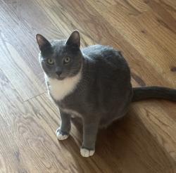 Lost Male Cat last seen Asbury mill rd, White County, GA 30528