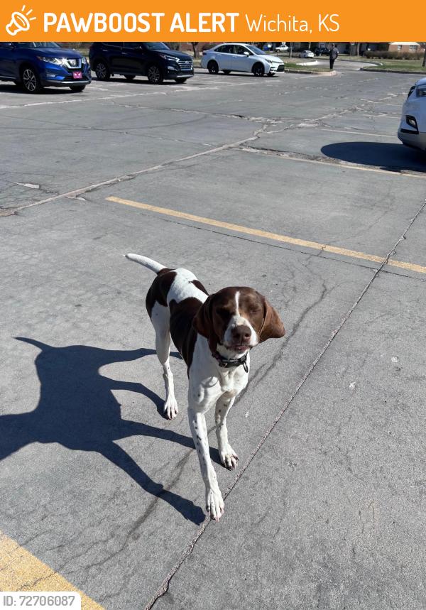 Found/Stray Female Dog last seen Edgemoor Recreation Center parking lot 9th and Edgemoor, Wichita, KS 67208