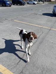 Found/Stray Female Dog last seen Edgemoor Recreation Center parking lot 9th and Edgemoor, Wichita, KS 67208