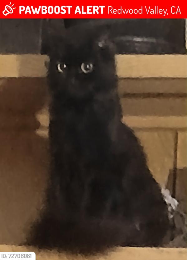 Lost Female Cat last seen Sighting on nearby bridge 100 ft. From original area toward Calpella, Redwood Valley, CA 95470