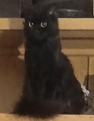 Lost Female Cat last seen Sighting on nearby bridge 100 ft. From original area toward Calpella, Redwood Valley, CA 95470