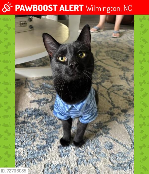 Lost Male Cat last seen Lewis Landing , Wilmington, NC 28405