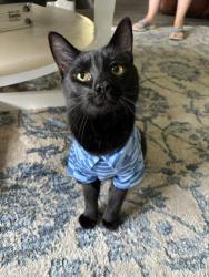 Lost Male Cat last seen Lewis Landing , Wilmington, NC 28405
