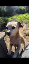 Lost Female Dog last seen Claremont Ave and Hillside Ave, South San Francisco, CA 94080